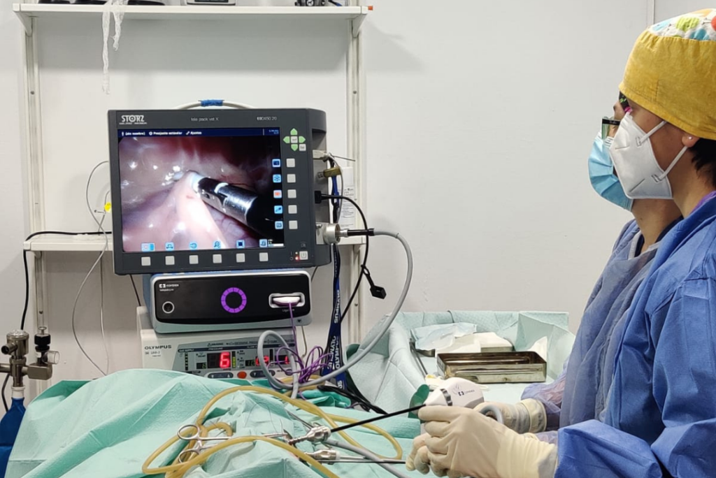 Cirugía y endoscopia Kiwi Vet