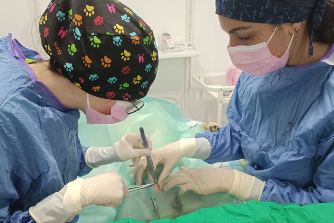 Cirugía y endoscopia Kiwi Vet nuestros servicios quirúrgicos