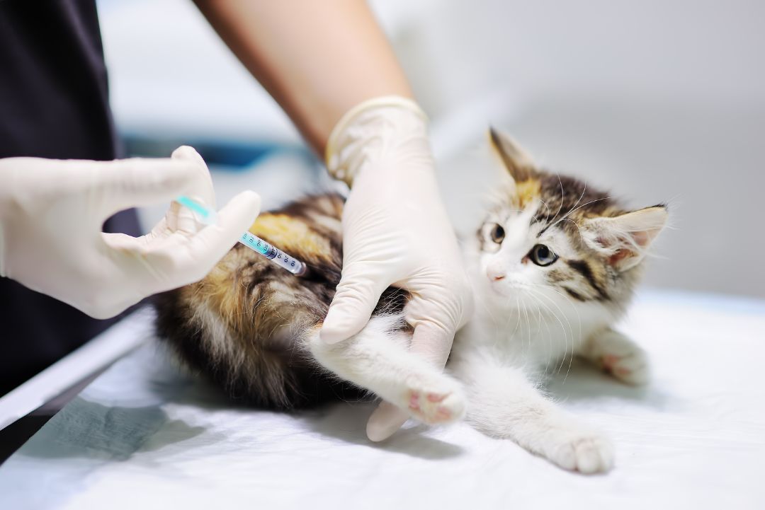 Vaccicheck gatito jeringa vacuna KiwiVet