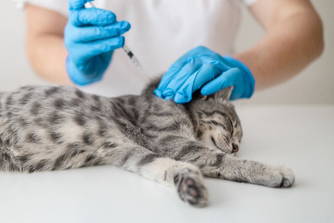 Vaccicheck gatito jeringa vacuna cuello KiwiVet
