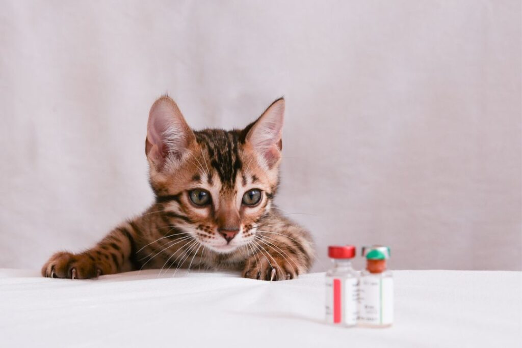 Vaccicheck gatito mirando vacuna KiwiVet