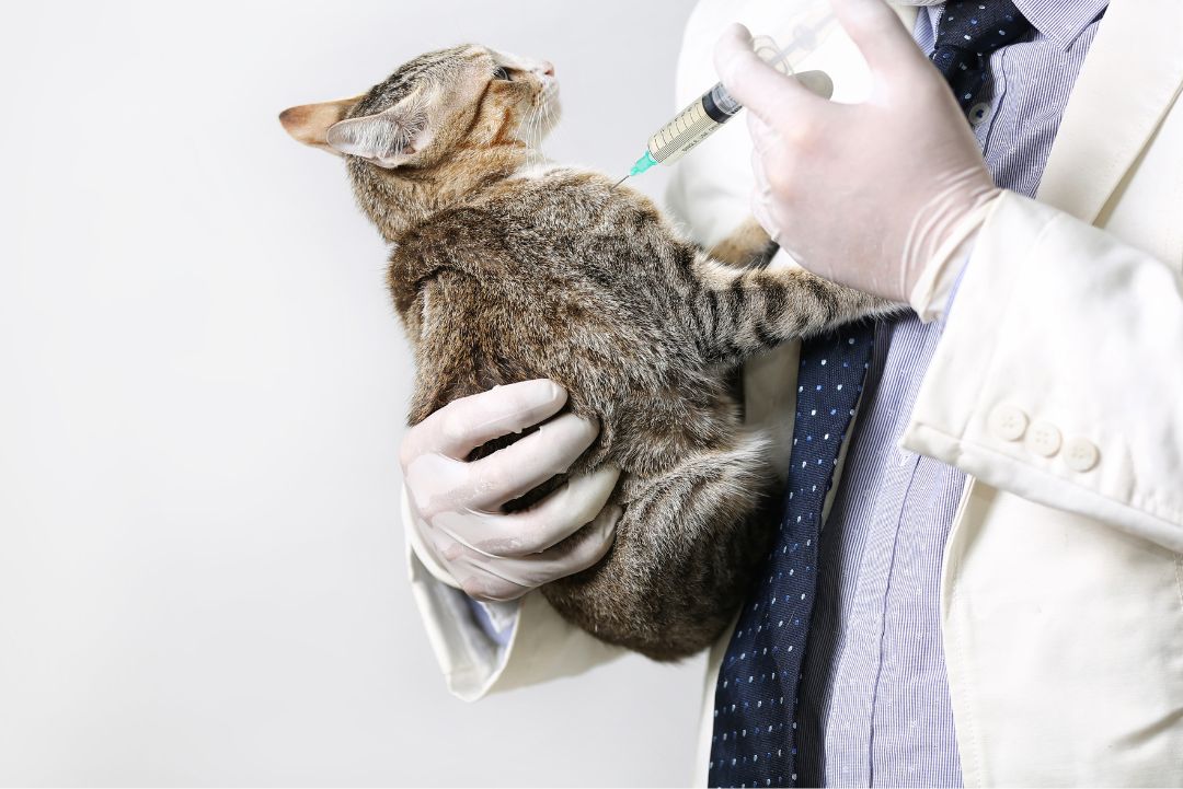 Vaccicheck gatito vacuna KiwiVet