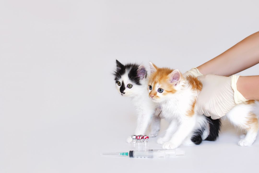 Vaccicheck gatitos vacuna KiwiVet