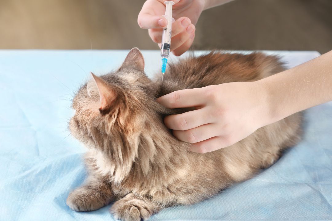 Vaccicheck gato jeringa vacuna KiwiVet