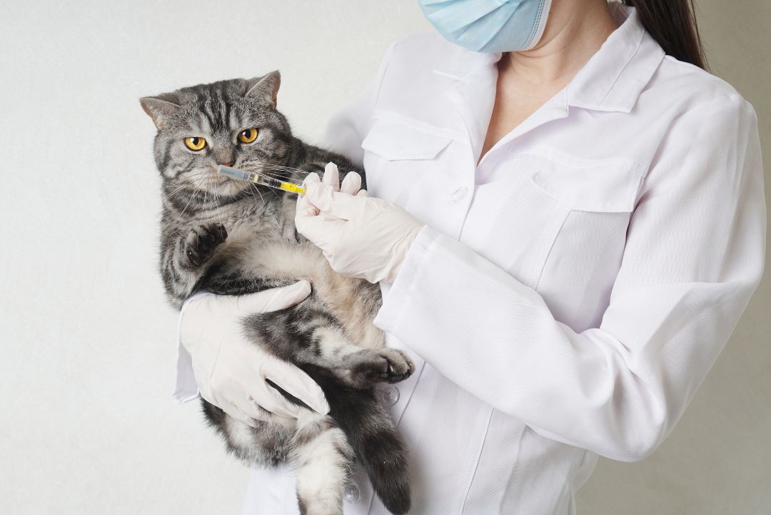 Vaccicheck gato oliendo jeringa vacuna KiwiVet
