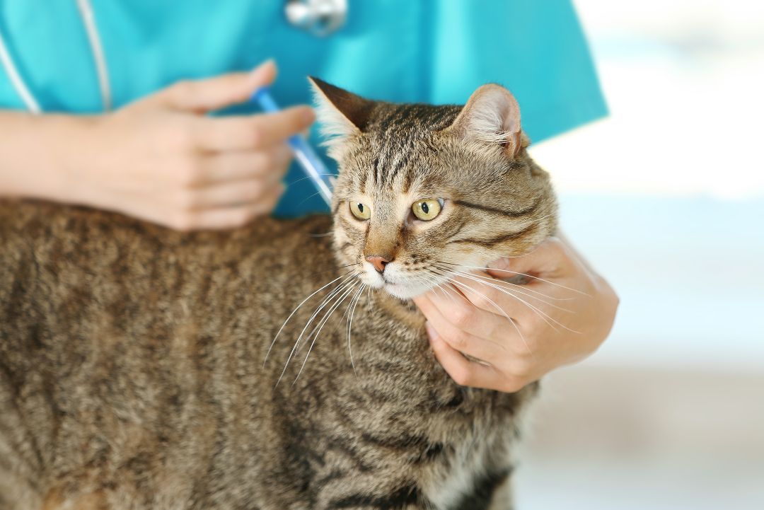 Vaccicheck gato vacuna KiwiVet