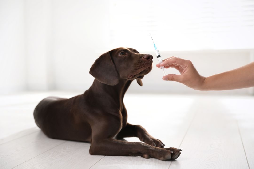 Vaccicheck perro oliendo jeringa vacuna KiwiVet
