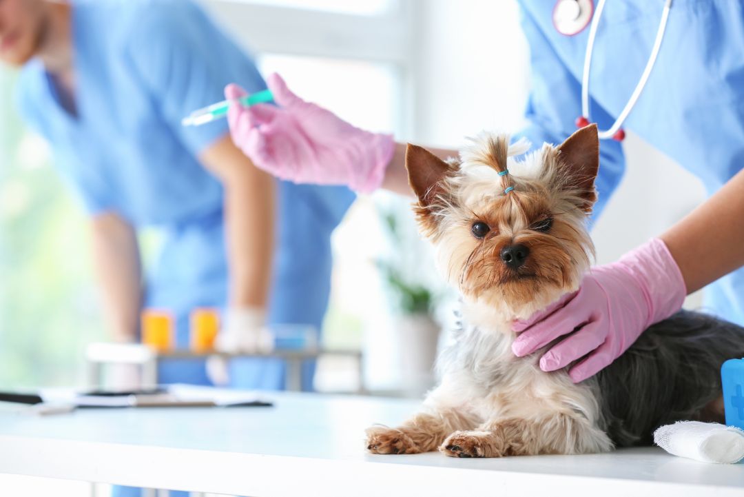 Vaccicheck perro yorkie vacuna KiwiVet