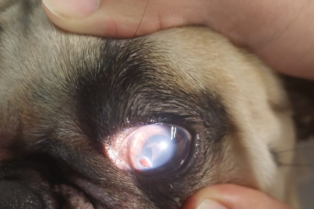 Cirugia ocular especializada kiwi vet